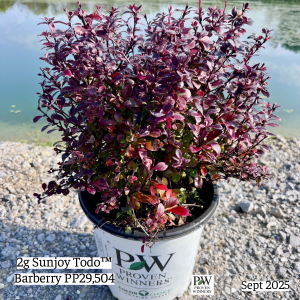 September 2025 2g Sunjoy Todo Barberry Single Website